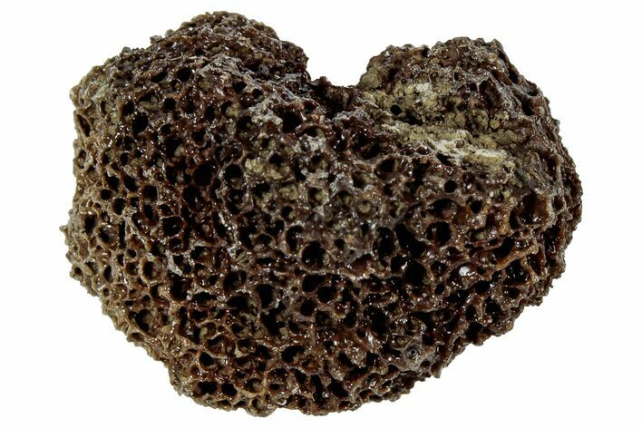 Fossil Tyrannosaur (T rex) Bone Section - Wyoming #309963